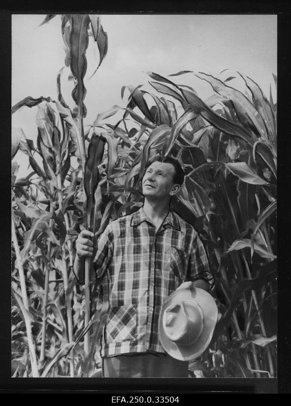 Audru sovhoosi peaagronoom Koppel maisipõllul.