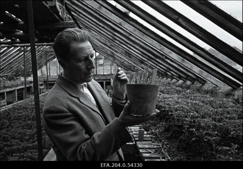 Räpina Aiandustehnikumi õpetaja, tuntud spordiaretaja Adolf Vaigla kasvuhoones taimede kasvu kontrollimas.