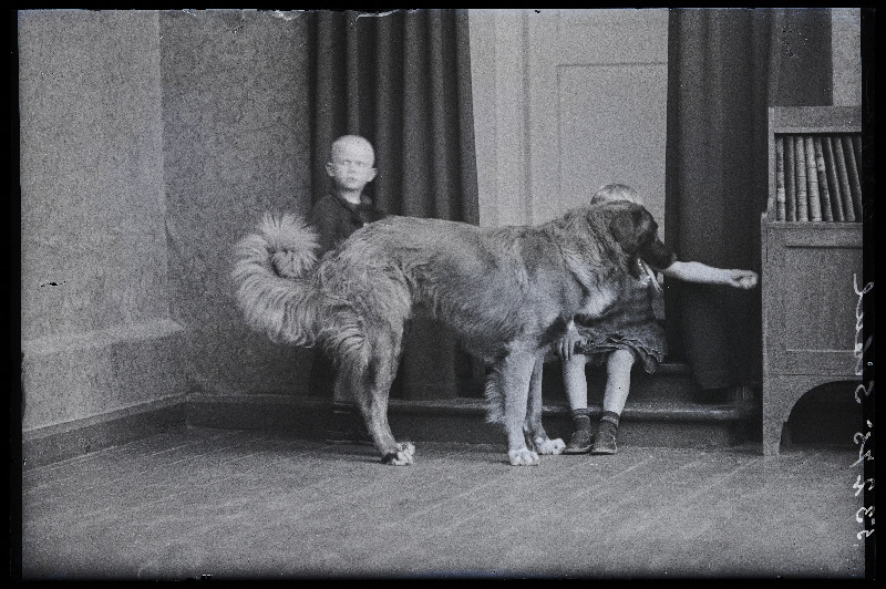 Viljandi arsti Edvard Ernst Sibula (Sibul) lapsed Henno-Jüri  ja Ingrid Lucie koeraga.