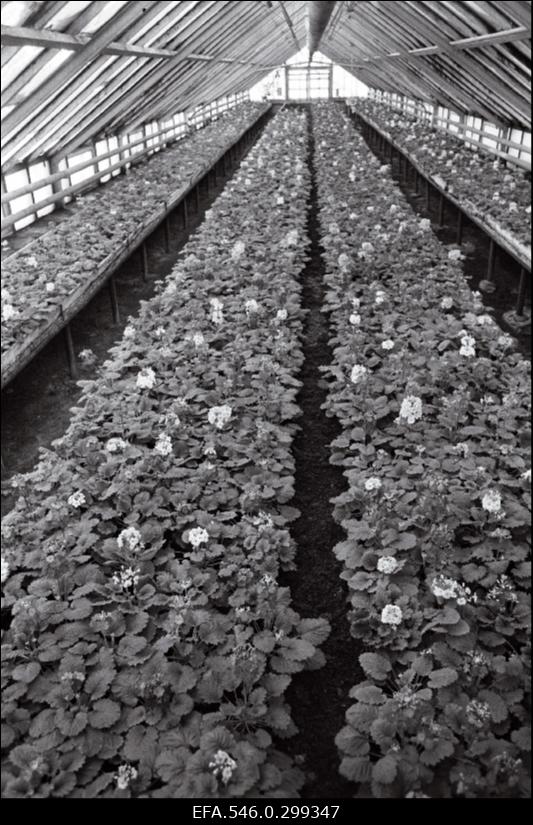 Tallinna Aiandussovhoos.