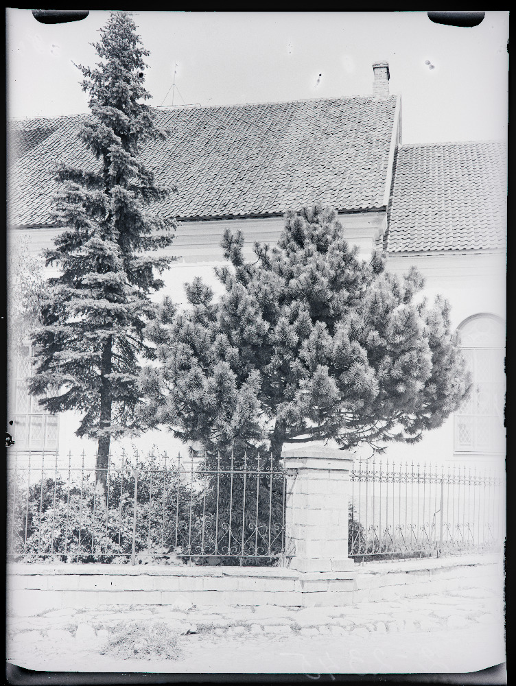 Männiliik Pinus nigra Arnold Paide kiriku aias.