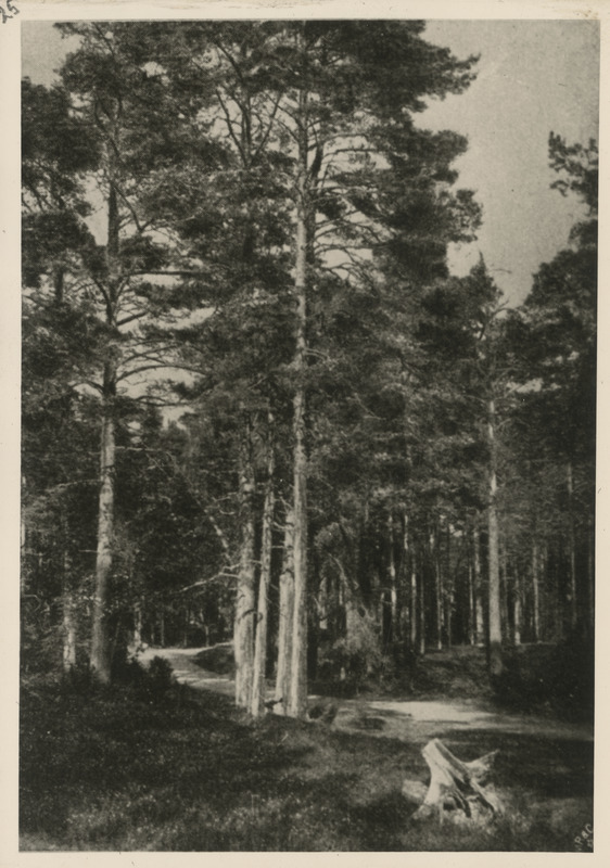 Tee Karlsbergi (Undi? Vissi? karjamõis)