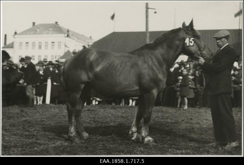Hobune nr 34 koos hooldajaga põllumajanduslikul näitusel
