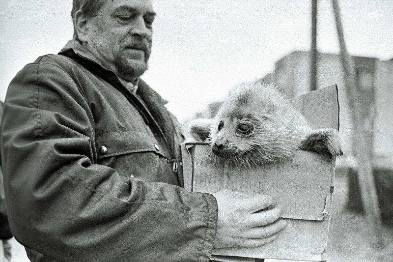 Hülgepoegade päästmine.