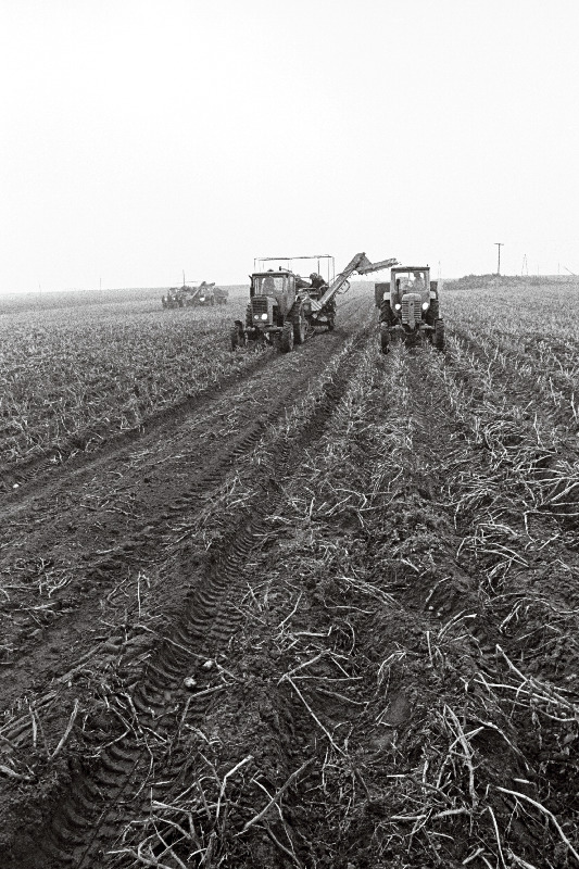 Kartulikoristus Rakvere rajooni Viru kolhoosis.