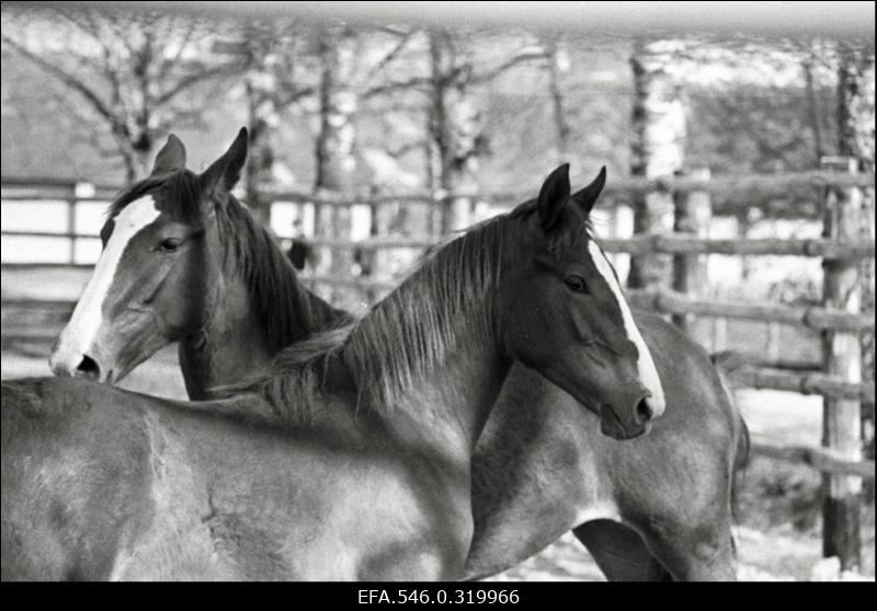 "Rahva Hääle" kolhoos, Hobusekasvatajate päev