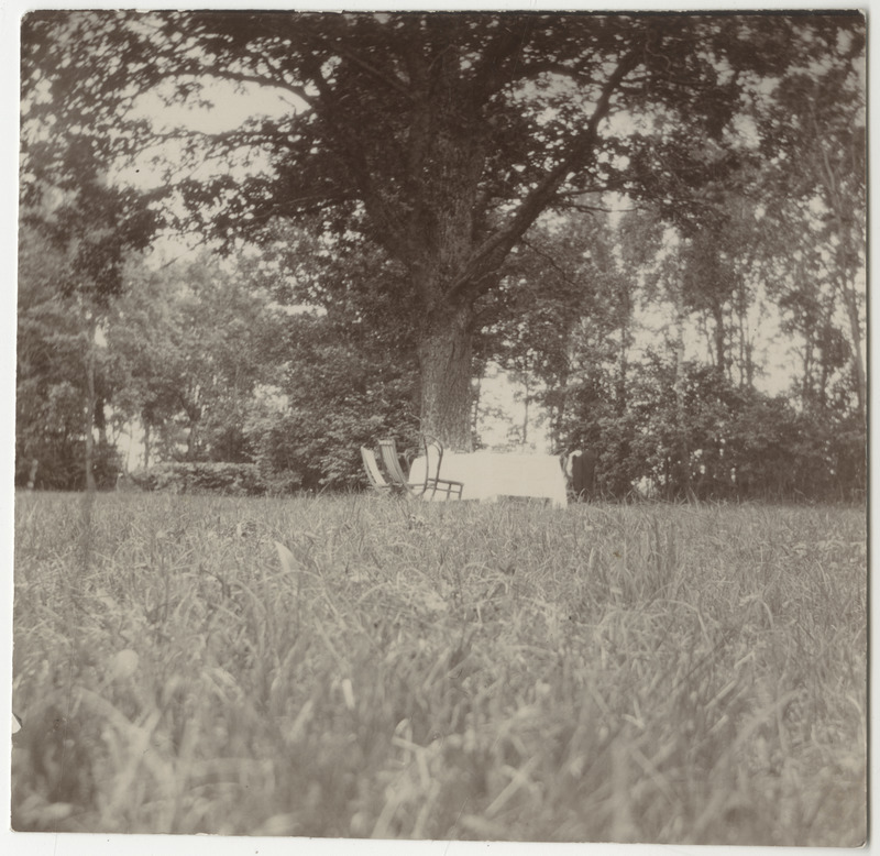 Kaetud laud suure puu all