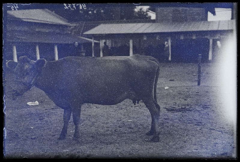 Viljandi Eesti Põllumeeste Seltsi näitus. Lehm, (negatiiv ilmutatud 27.09.1925).