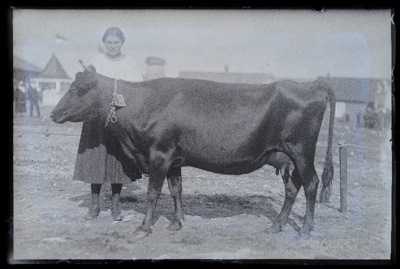 Viljandi Eesti Põllumeeste Seltsi näitus. Lehm, (negatiiv ilmutatud 27.10.1924).