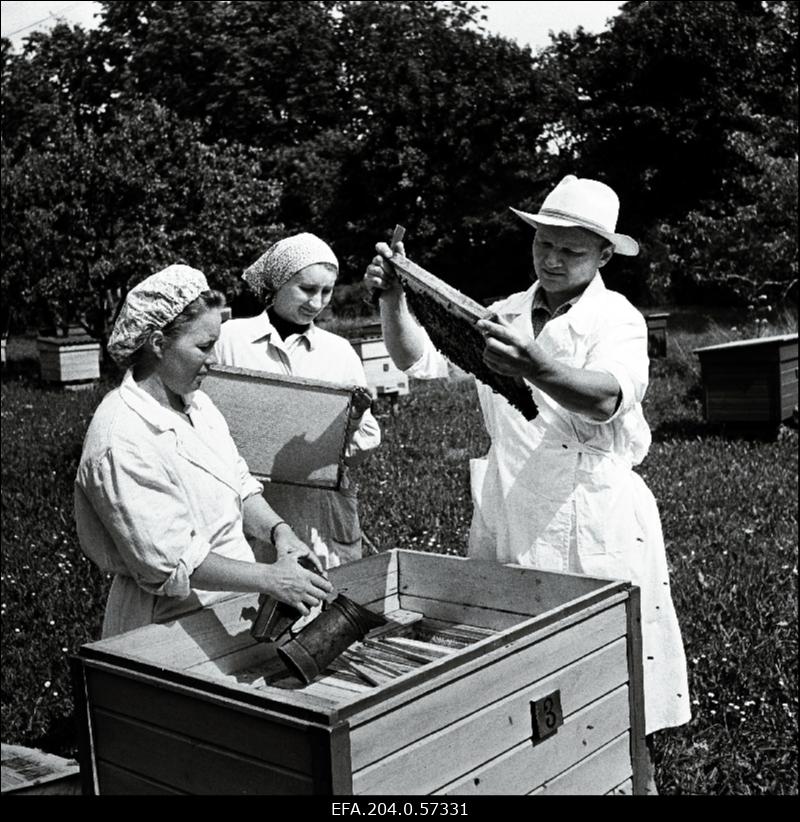 1961. aastal Erfurdist (Saksa DV) korraldatud näitusel kuldmedaliga autasustatud Rakvere rajooni Kullaoru aiandussovhoosi eesrindliud mesinikud Henn ja Elsa Sard ning Arkna Mesinduskooli praktikant R. Roopa (keskel) mesilas.