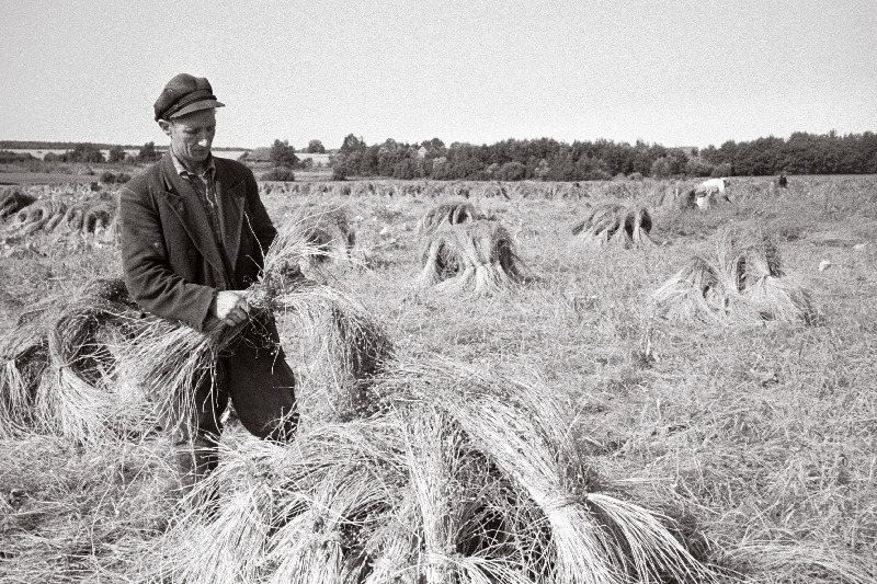 Lina kupardamine Akadeemik Viljamsi nimelise kolhoosi põllul. Vasakul põllundusbrigaadi brigadir Jaan Tulits.