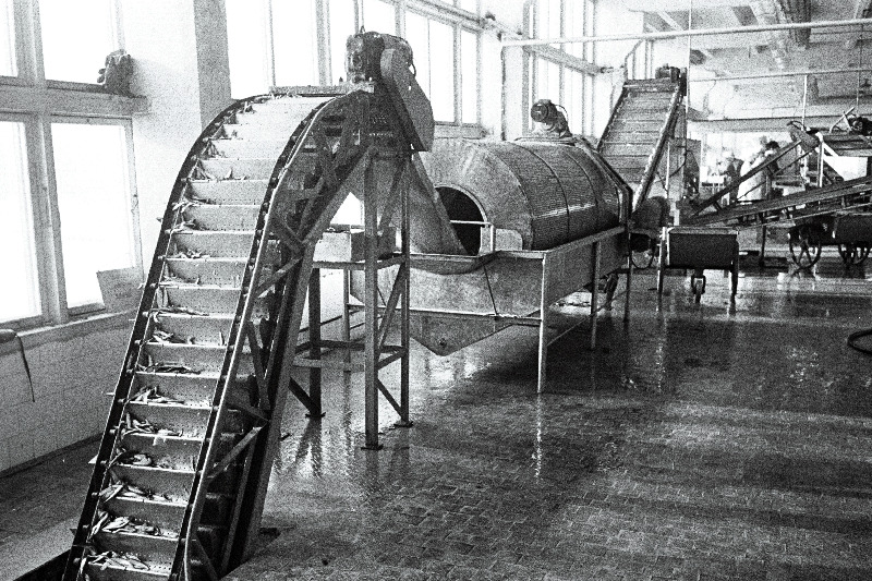 Vaade Tallinna Kalakombinaadi automaatliini „Trio“ pesemis- sorteerimisseadmetele.