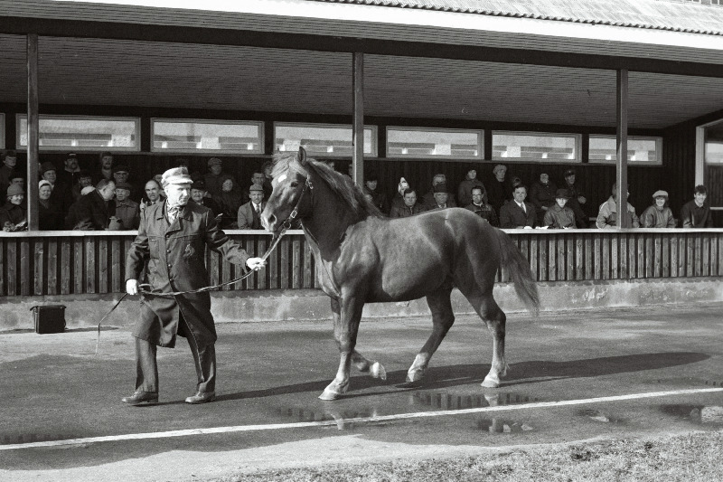 Tori tõugu hobuse demonstreerimine Eesti Vabariikliku Tõuloomade Varumise Koondise baasis Luige asulas toimunud tõuhobuste oksjonil.