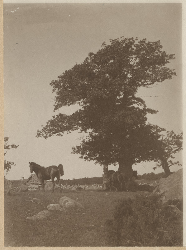 Hobused tamme juures. Taamal paistab taluhoone