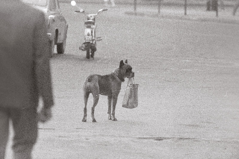 Tänapäeva noored pikkades pükstes ja koer, kes kannab pakki.