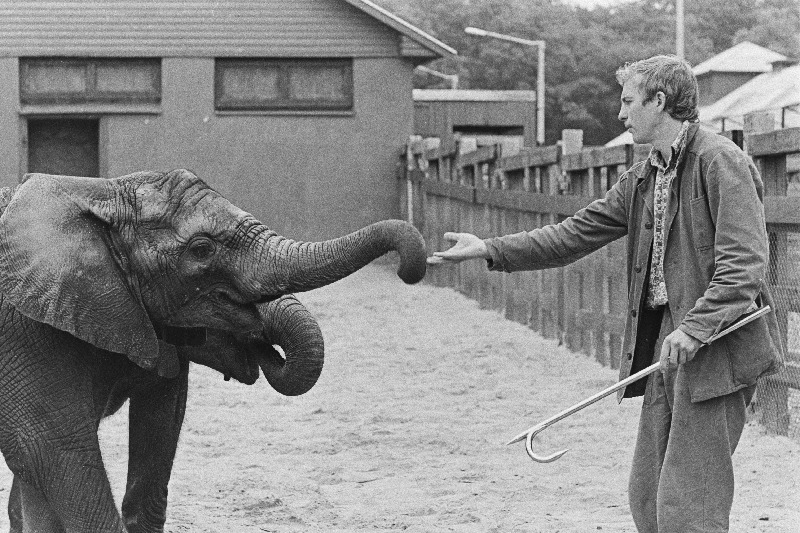 Tallinna Loomaaia osakonnajuhataja Uudo Timm koos loomaaeda toodud elevandiga.