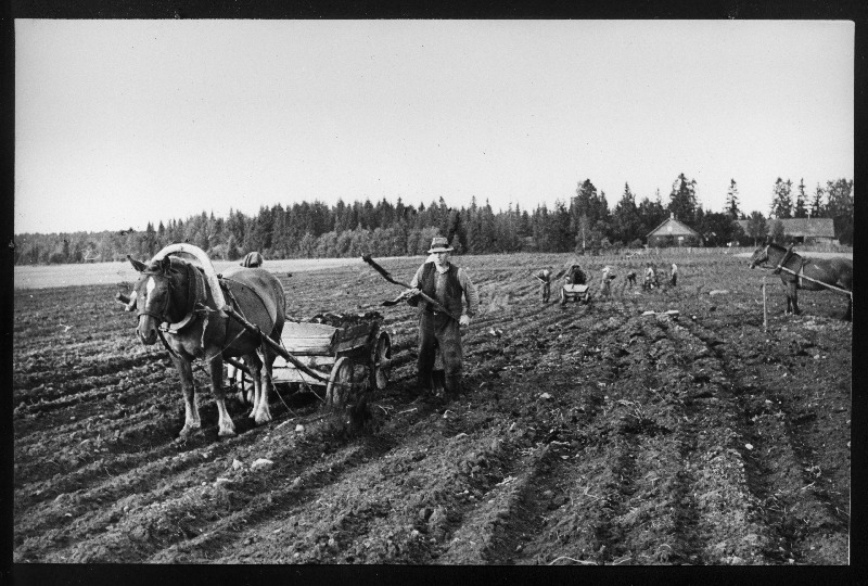 Rakvere rajooni Stalini nimelise kolhoosi põldude väetamine orgaaniliste ja mineraalväetiste seguga.