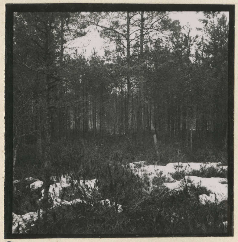 Lumine metsaalune