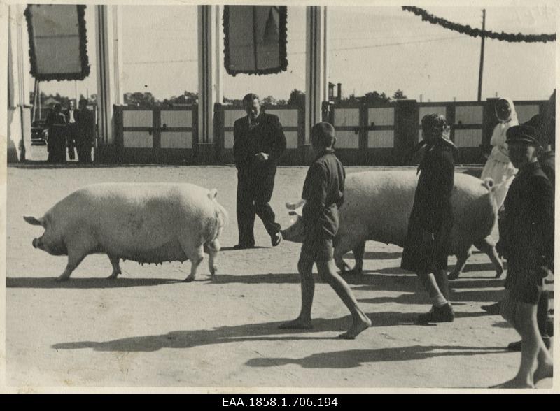 Pigs tour at the Tartu Farmers' Society exhibition