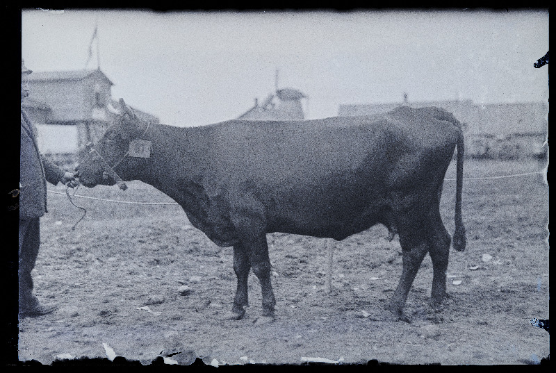 Auhinnatud lehm Viljandi Eesti Põllumeeste Seltsi näitusel, (negatiiv ilmutatud 17.04.1924).