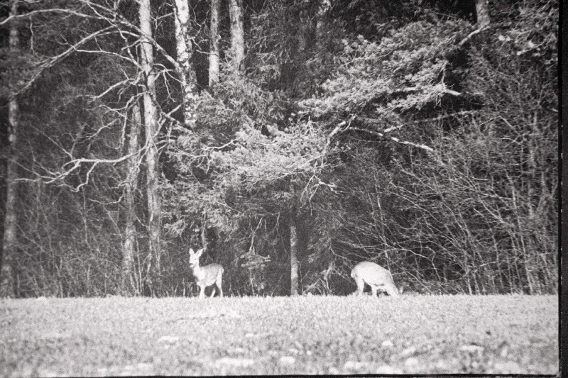 Metskitsed jalutuskäigul.