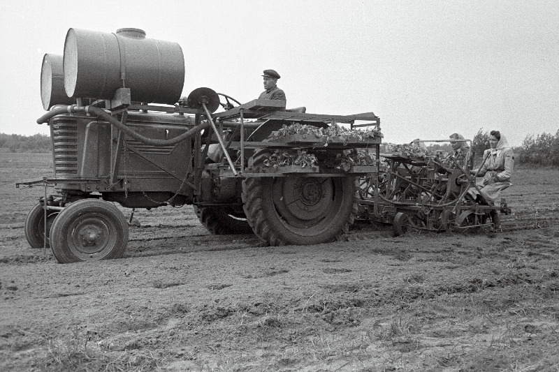 Kapsataimede istutamine traktori järel veetava masinaga Harju rajooni Saue sovhoosis.