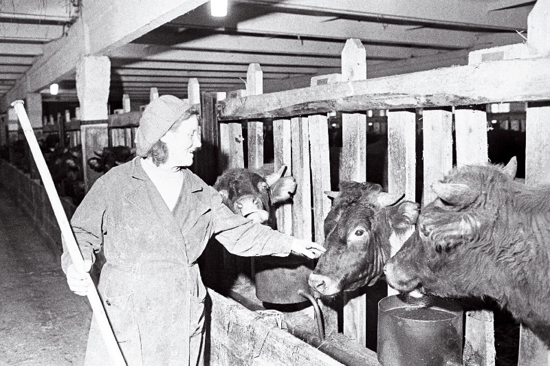 „Sädeme“ sovhoosi Kargussaare nuumpullilauda talitaja Helmi Lind oma hoolealustega.