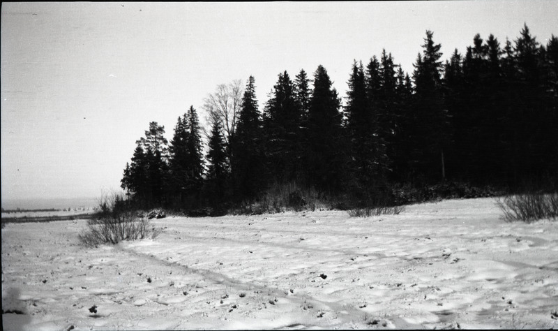 Lumine maastik, esiplaanil metsatukk