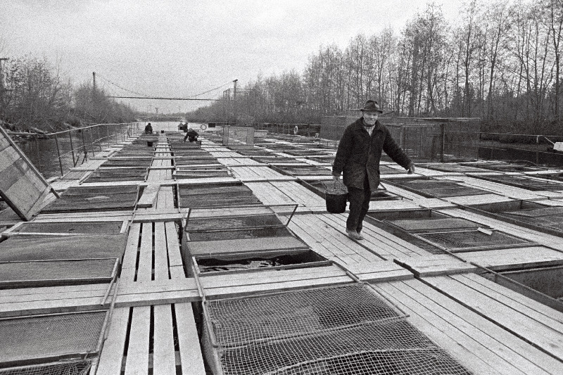 Tallinna Kalakombinaadi kalakasvatus Balti Soojuselektrijaama soojavee kanalis.