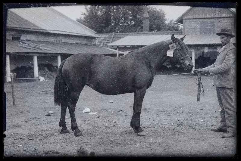 Viljandi Eesti Põllumeeste Seltsi näitusel auhinnatud hobune (122) omanikuga, (negatiiv ilmutatud 27.09.1925).