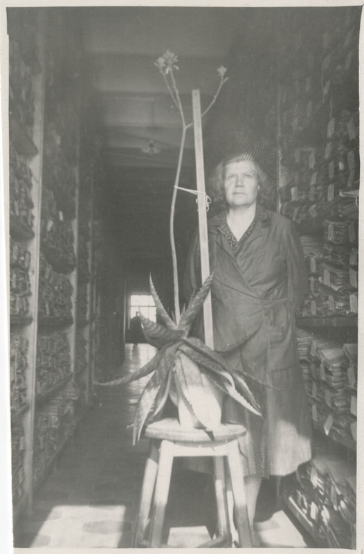 B. Labi ENSV Riikliku Ajaloo Keskarhiivi koridor-hoidlas demonstreerimas õitsva kaktuse varre pikkust (udune foto)