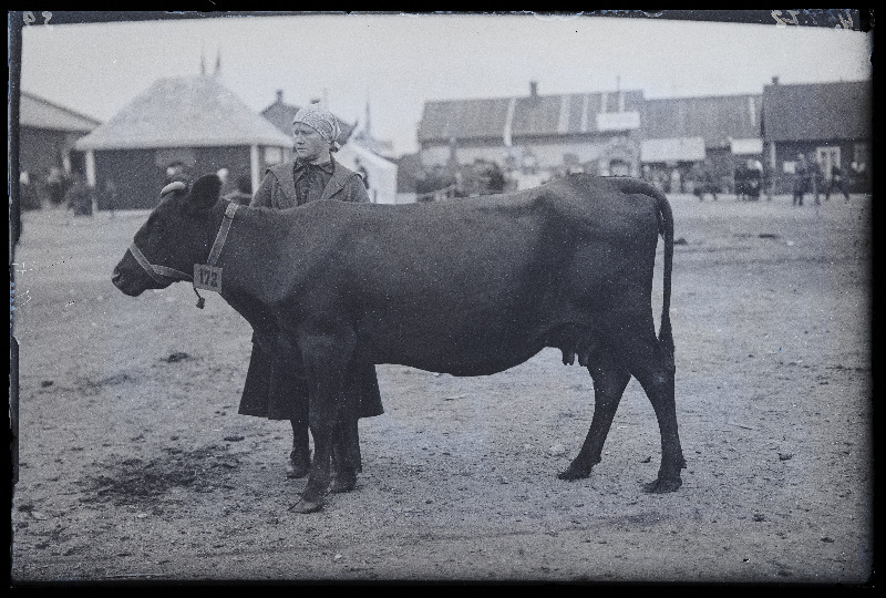 Viljandi Eesti Põllumeeste Seltsi näitus. Lehm (172) omanikuga, (negatiiv ilmutatud 27.09.1925).