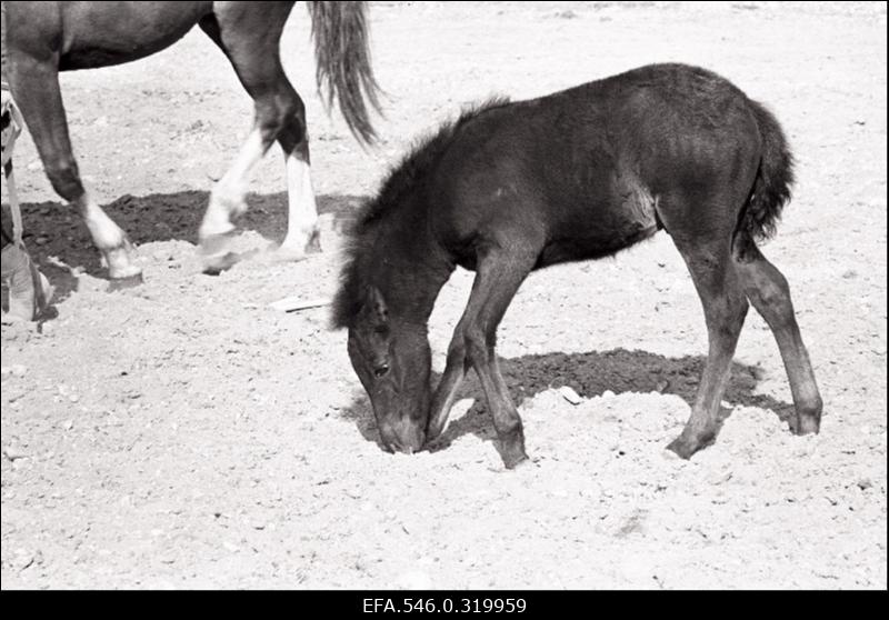 "Rahva Hääle" kolhoos, Hobusekasvatajate päev