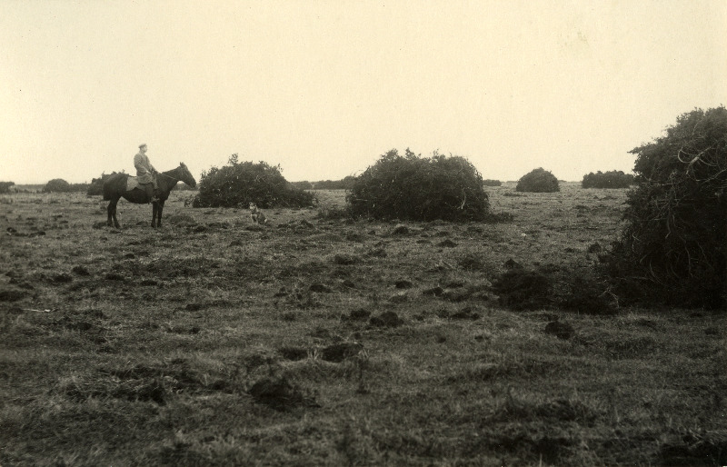 Ülesjuuritud kadakate kuhjad endise Sandla mõisa maadele rajatud kultuurkarjamaal.