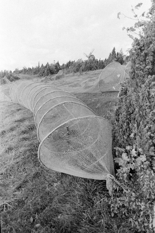 Nootade kuivatamine Koguva külas.