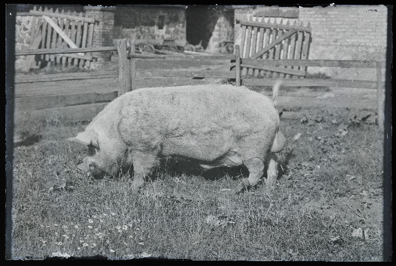 Siga väliaedikus, [foto tellija Röand?].