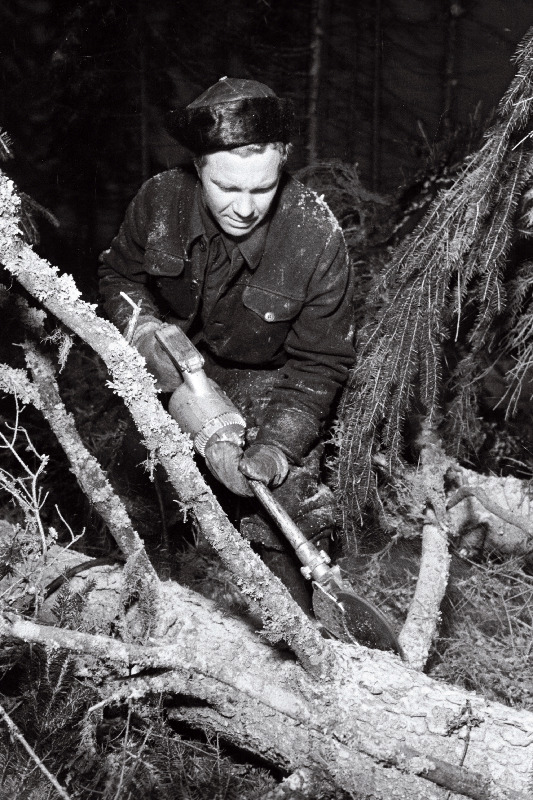 Tallinna Metsatööstuskeskuse Paide metsapunkti tööline J. Roose elektrioksalõikajaga töötamas.