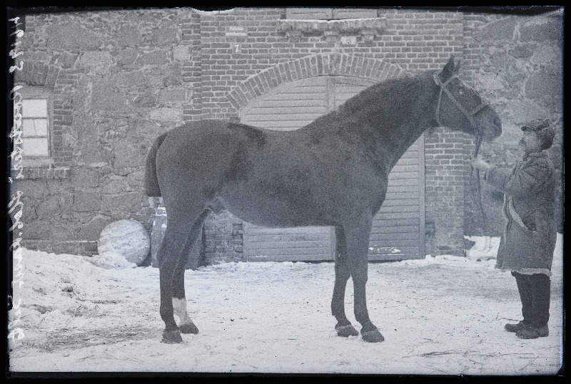 Hobune, (foto tellija Roadsteri Hobuse Kasvatajate Selts).