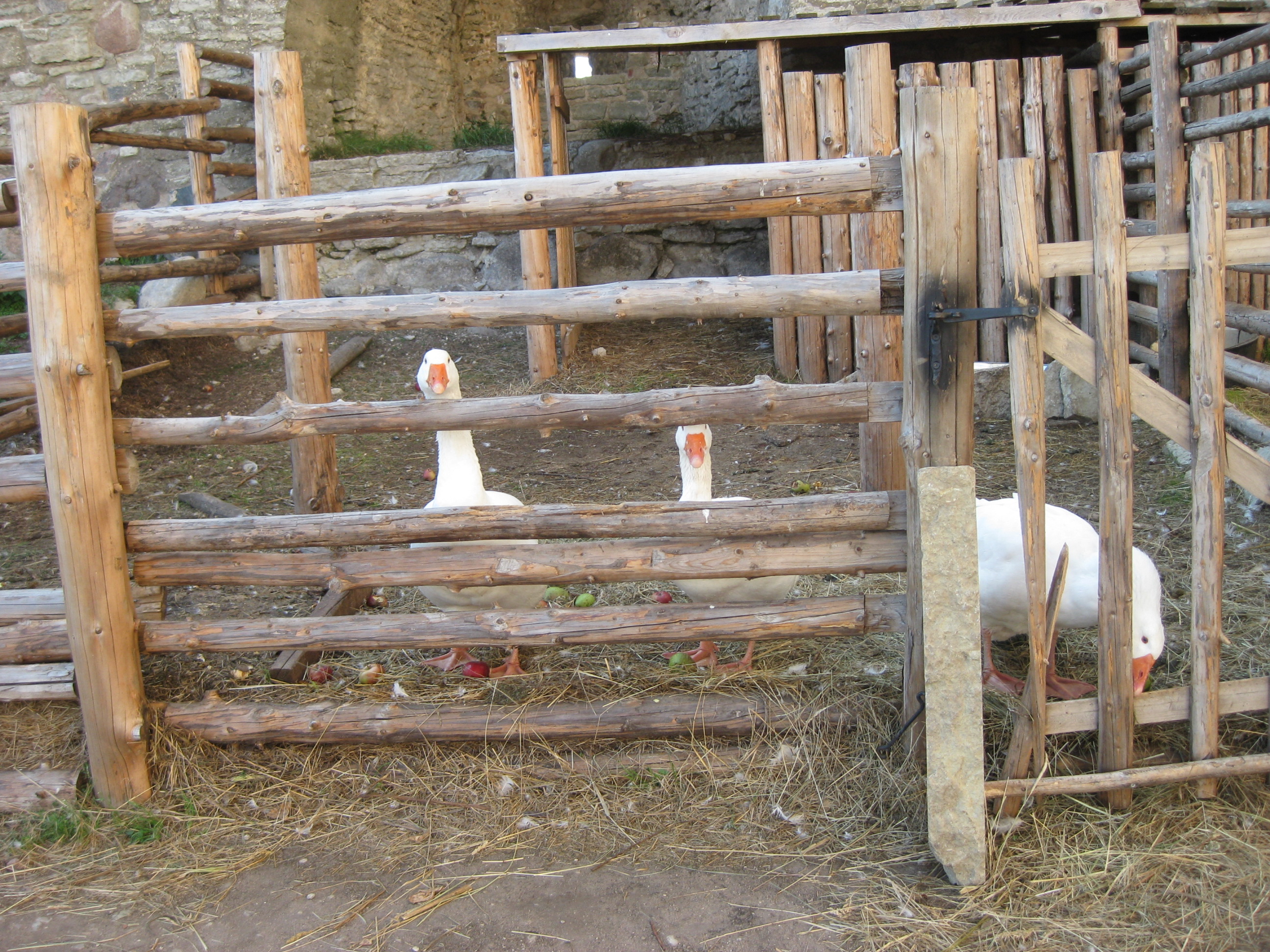 Haned Rakvere linnuse sisehoovis - Geese behind a wooden fence in the courtyard of the Rakvere Castle in Rakvere, Estonia, in 2011.