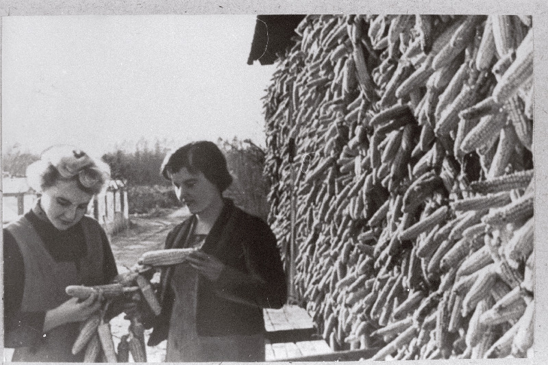 Räpina Aiandustehnikumi IV kursuse õpilased Lehte Alas ja Helgi Säkk maisitõlvikute küpsust kontrollimas.