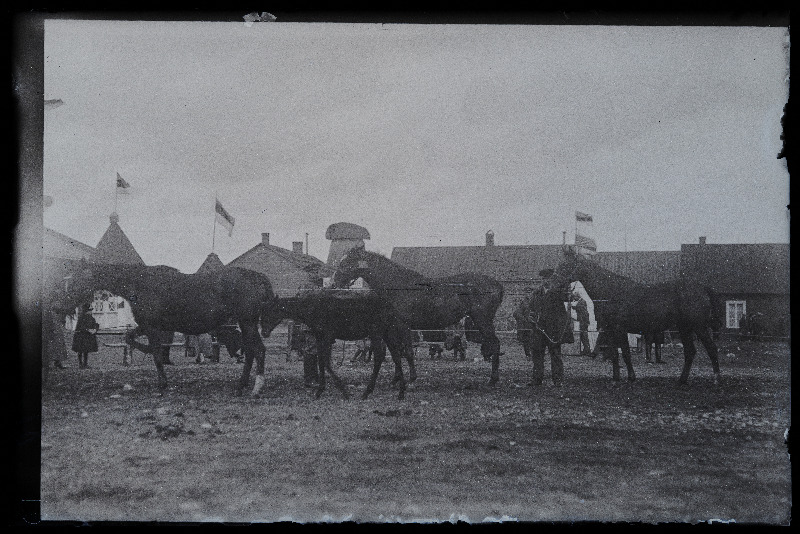 Viljandi Eesti Põllumeeste Seltsi näitus. Hobused, (negatiiv ilmutatud 27.10.1924).