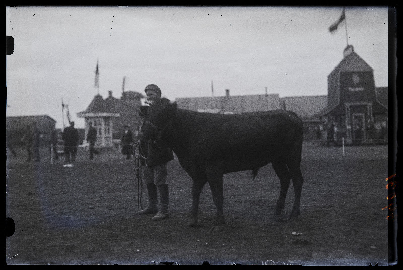 Omanik veisega Viljandi Eesti Põllumeeste Seltsi põllumajanduse, tööstuse ja käsitöö näitusel.