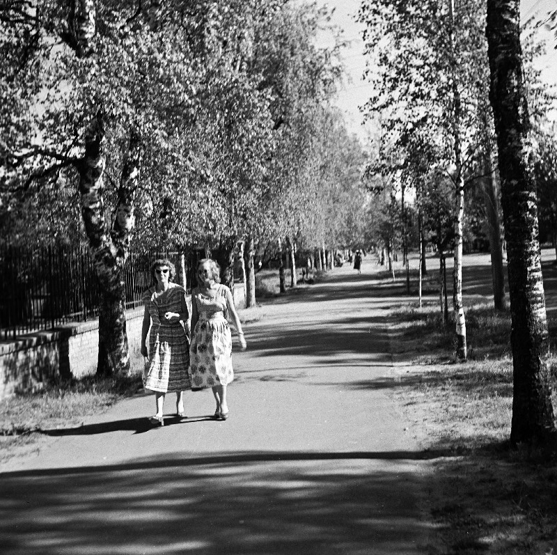 Vaade kaskede alleele Nõukogude tänavas.