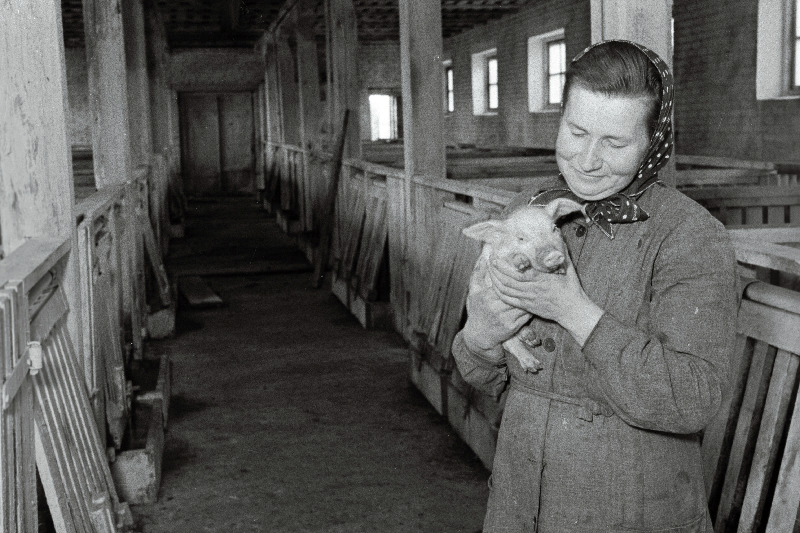 Kose rajooni J. Stalini nimelise kolhoosi seatalitaja Helmi Heinsalu.