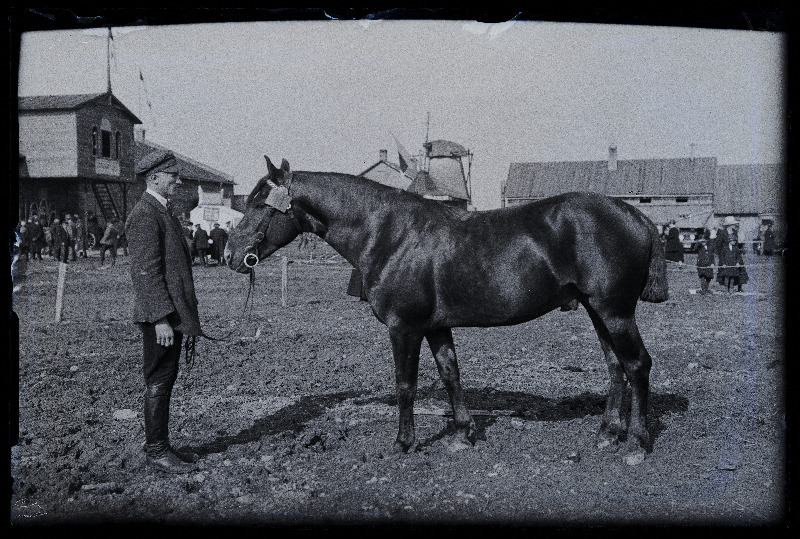 Auhinnatud hobune Viljandi Eesti Põllumeeste Seltsi näitusel, (negatiiv ilmutatud 17.04.1924).