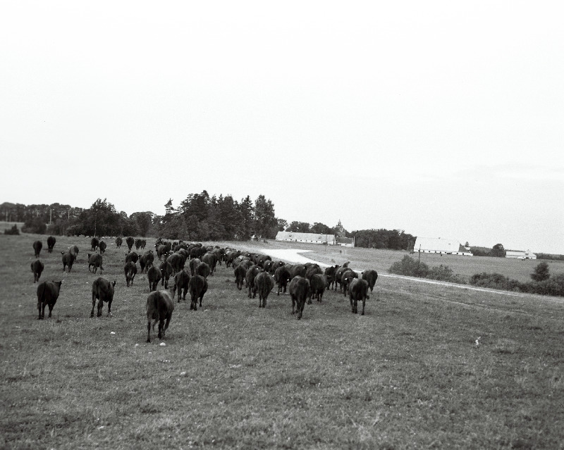 Neeruti kolhoosi piimakari.