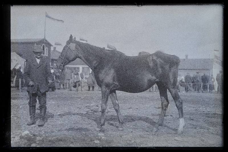 Viljandi Eesti Põllumeeste Seltsi näitus. Hobune, (negatiiv ilmutatud 27.10.1924).