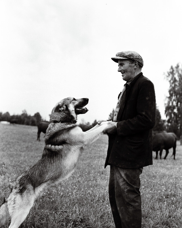 Neeruti kolhoosi karjak Voldemar Hallimann koos oma koera Mauriga.