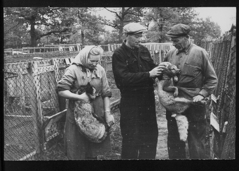 Tuleviku kolhoosi hõberebaste kasvataja Salme Ting (vasakult), farmijuhataja Raaper ja sinirebaste talitaja Anton Rand.