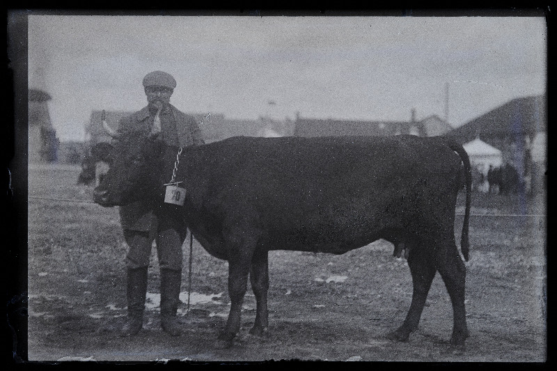 Viljandi Eesti Põllumeeste Seltsi näitus. Lehm, (negatiiv ilmutatud 27.10.1924).
